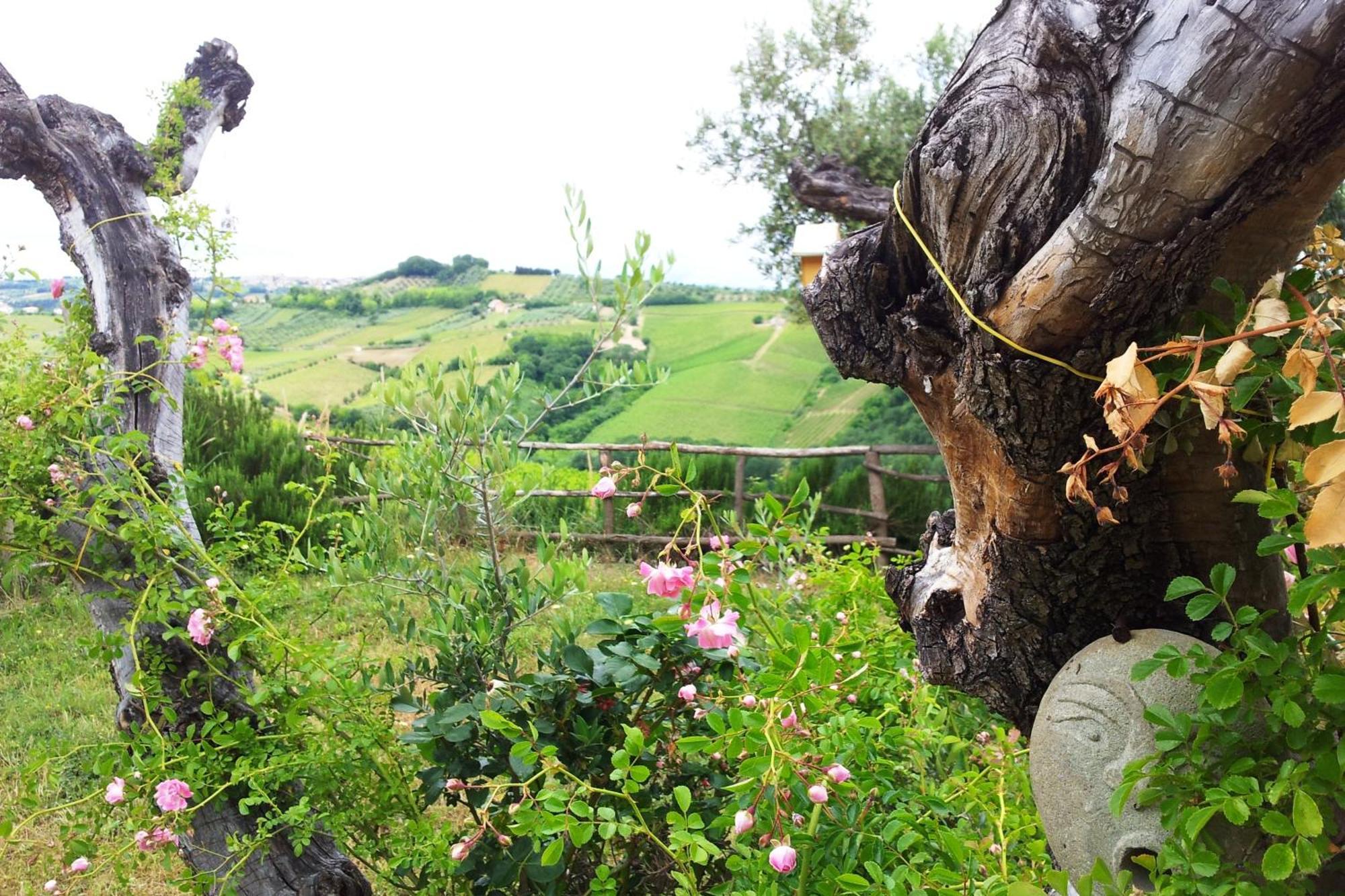 Agriturismo Campoletizia Miglianico Экстерьер фото