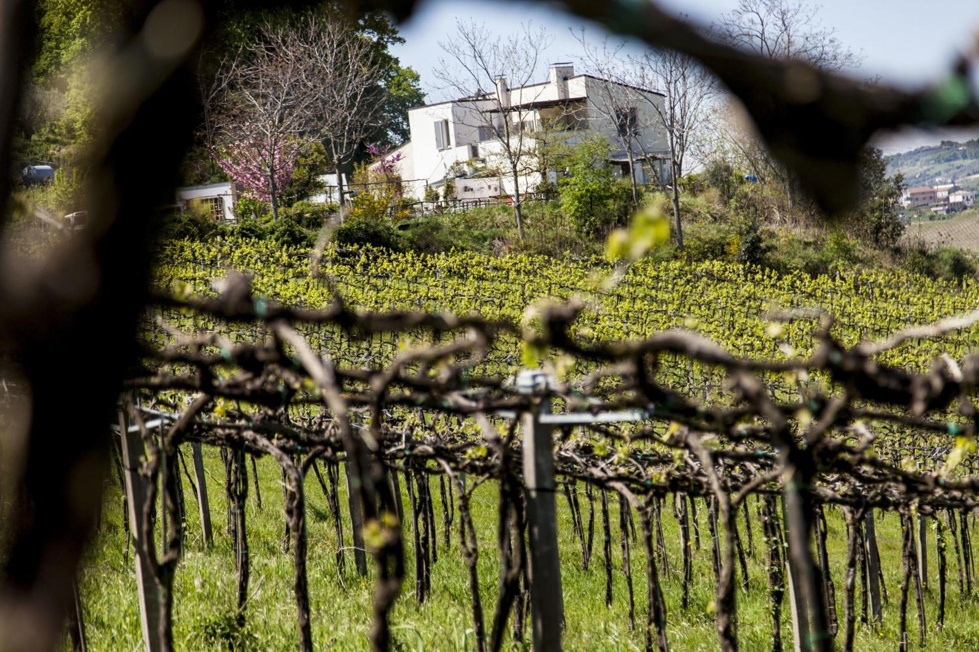 Agriturismo Campoletizia Miglianico Экстерьер фото